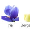 Ilio (Loose Attar Fragrance) - Image 6